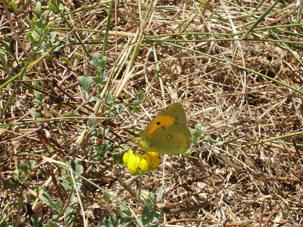 Colias da identificare